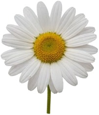 a white daisy flower with yellow center.jpg